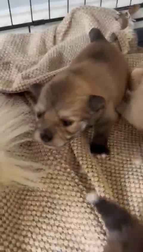 Pomeranian dogs for sale: Pomeranian - Video 1
