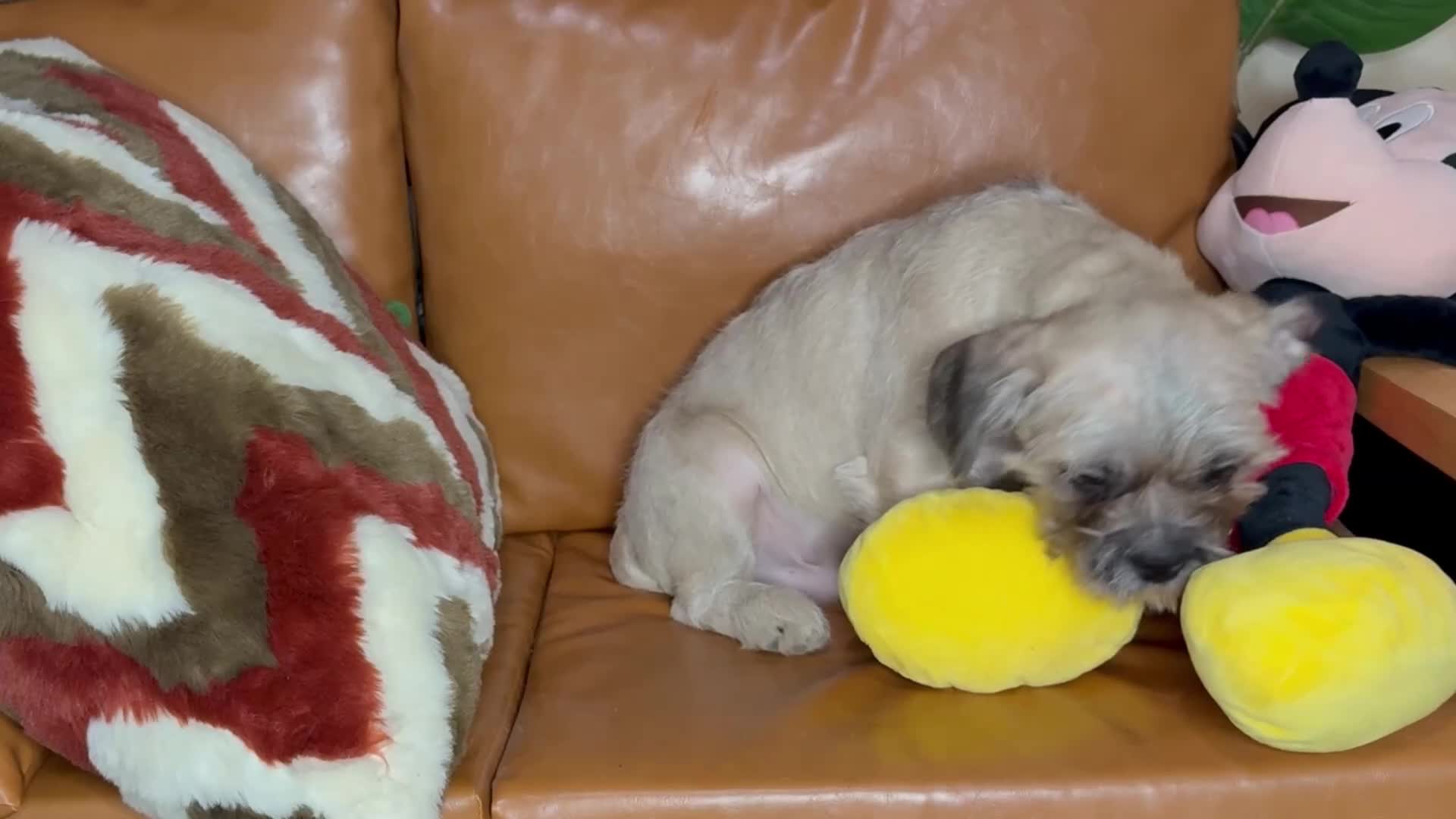 Mixed Breed dogs for sale: Pug Chinese crested x French bulldog x - Video 1