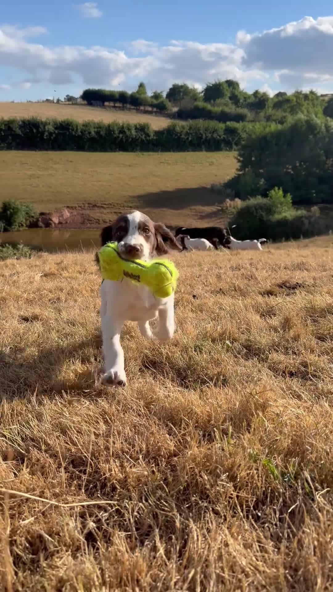English Springer Spaniel dogs for sale: Springer spaniel pups,Docked tails by a vet  - Video 1