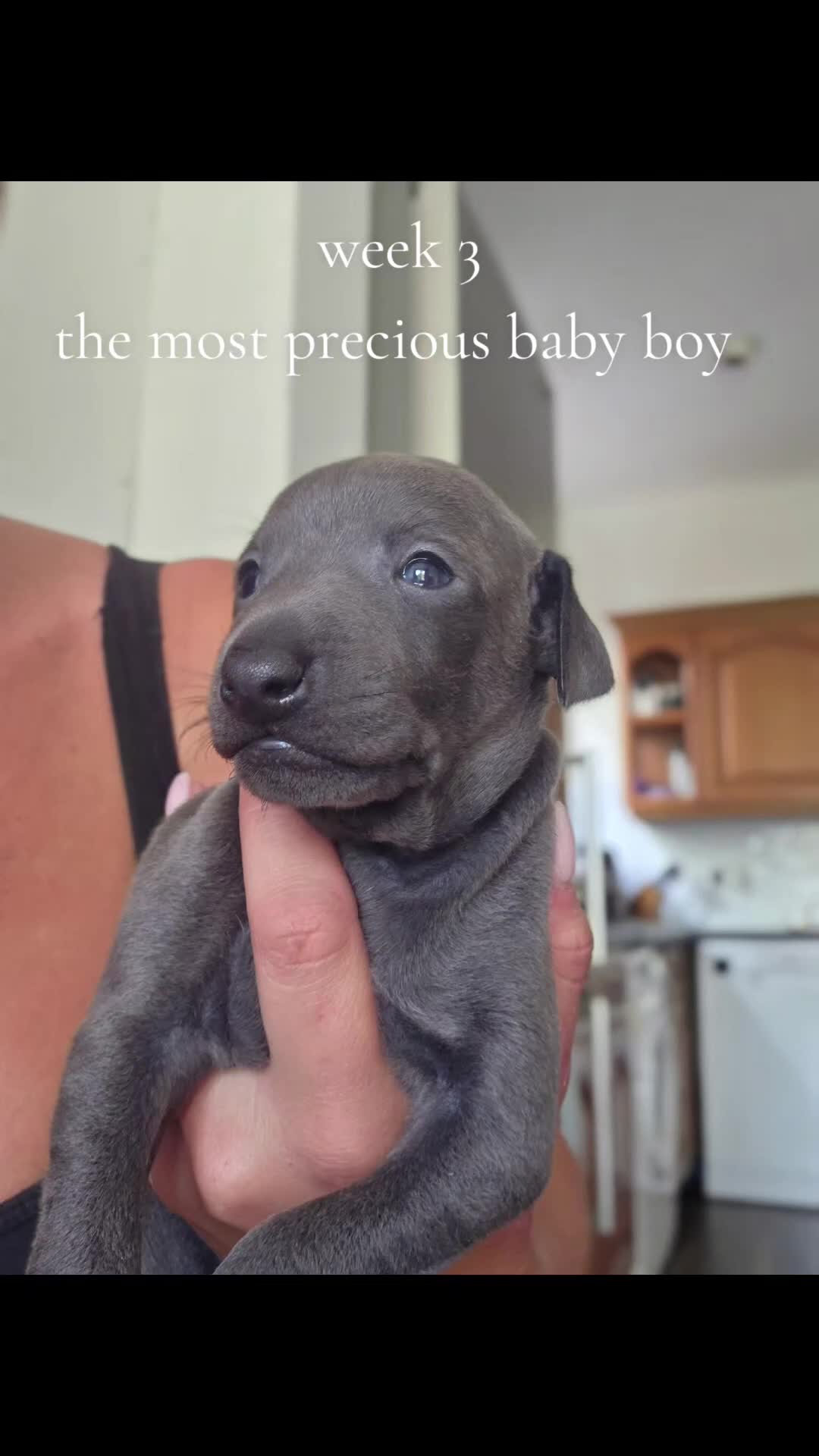 Italian Greyhound dogs for sale: Blue Italian greyhound - Video 1