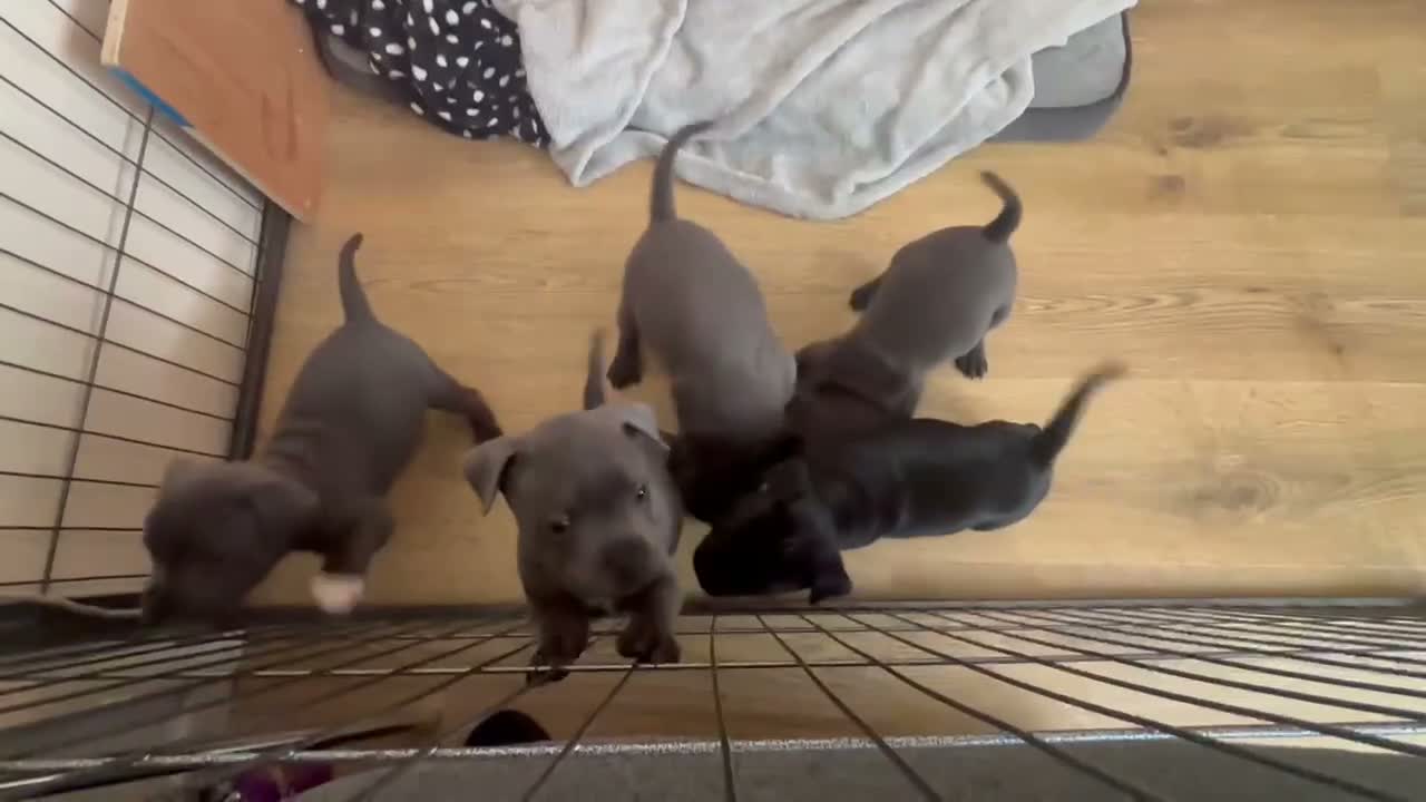 Staffordshire Bull Terrier dogs for sale: 🔥 LAST GIRL KC STAFFY PUPPY READY FOR HER HOME 🐾 - Video 2