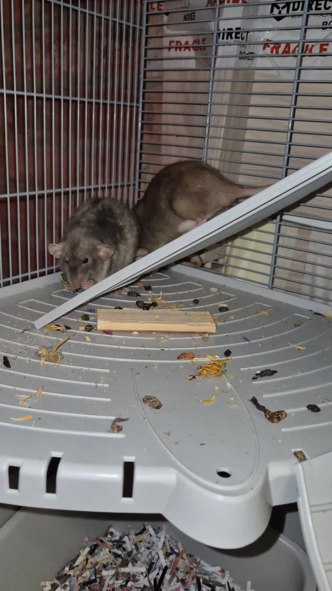 Rat rodents for sale: 2 female young rats with cage - Video 1