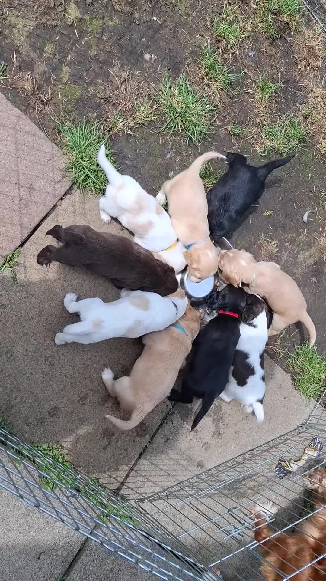 Cocker Spaniel dogs for sale: Stunning Working Cocker Spaniel Puppies for Sale in Darlington - Video 4