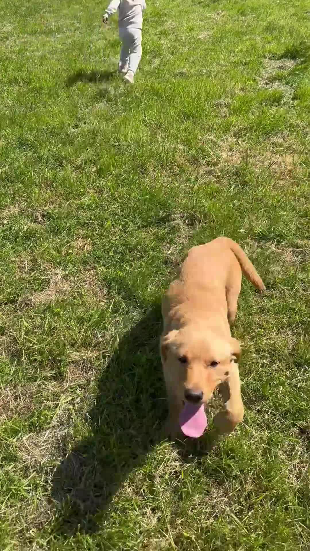 Labrador Retriever dogs for sale: SUPERB, HEALTHY, CHUNKY, FAMILY RAISED LABRADORS  - Video 1