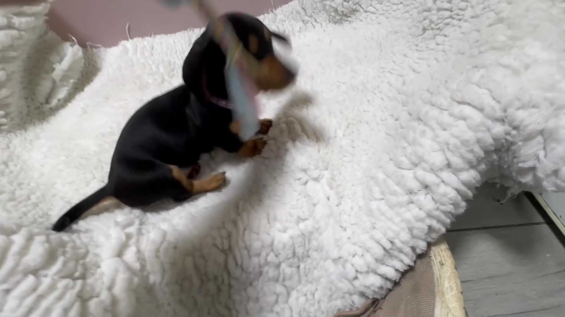 Dachshund dogs for sale: 5 gorgeous Dachsund puppies - Video 3
