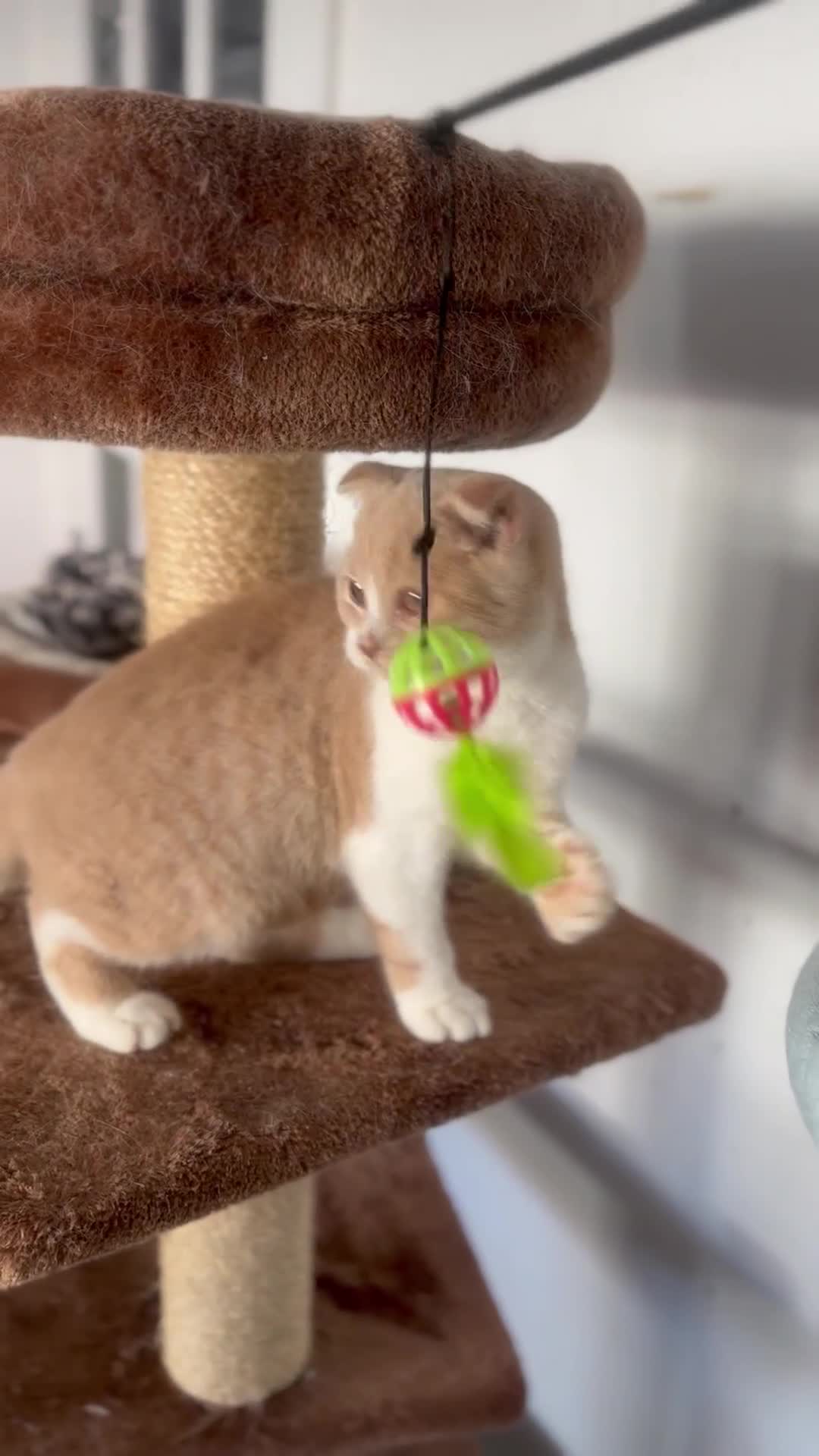 Scottish Fold cats for sale: Cute Scottish Fold Ready Now  - Video 1