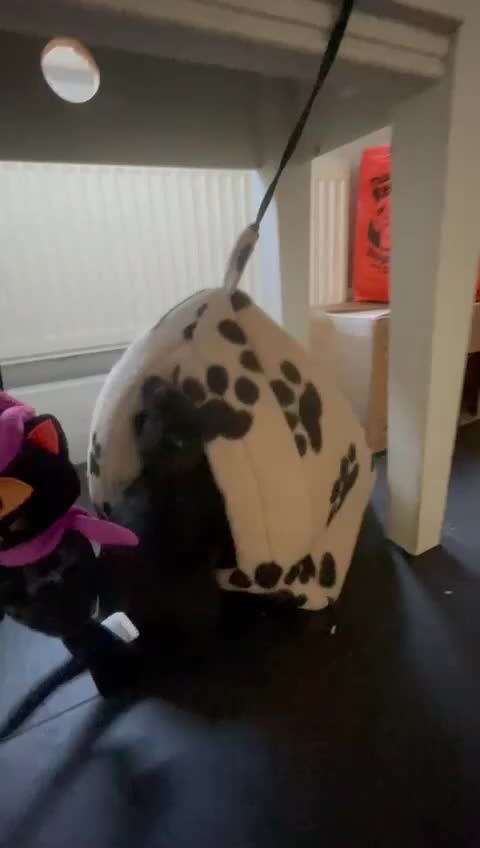 Cocker Spaniel dogs for sale: Working Cocker Spaniels - Video 2