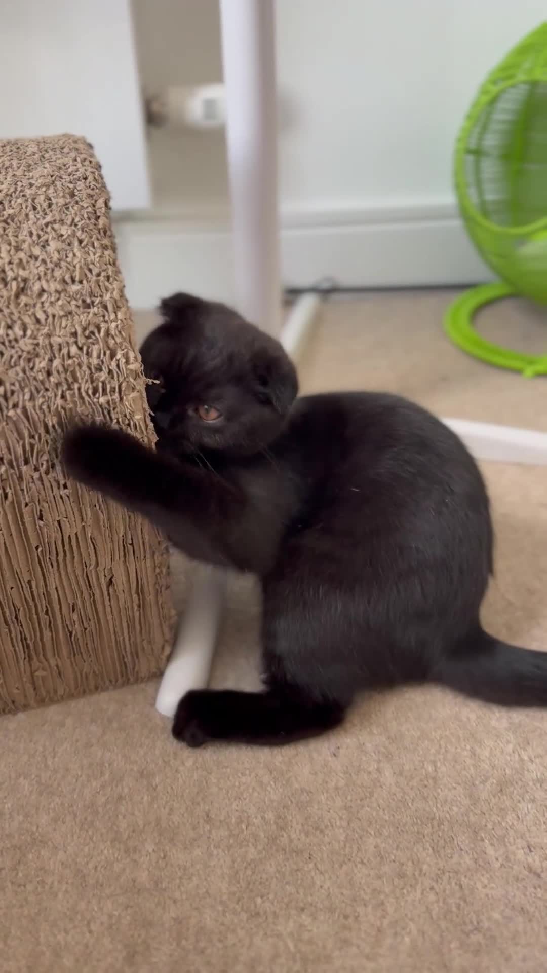 Scottish Fold cats for sale: Beautiful Scottish kitties are looking for a home  - Video 1