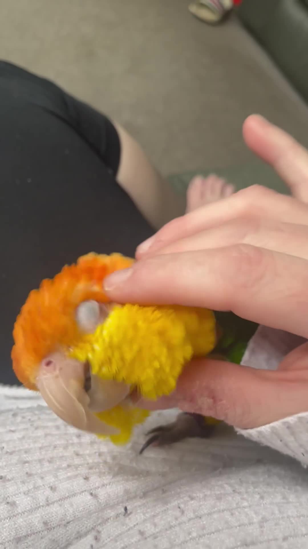 Mixed Breed birds for sale: Male Caique parrot - Video 1
