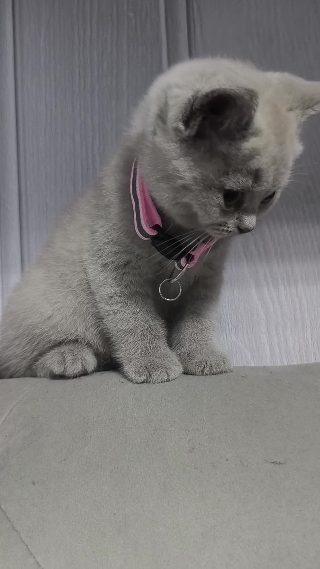 British Shorthair cats for sale: Stunning lilac kittens - Video 2