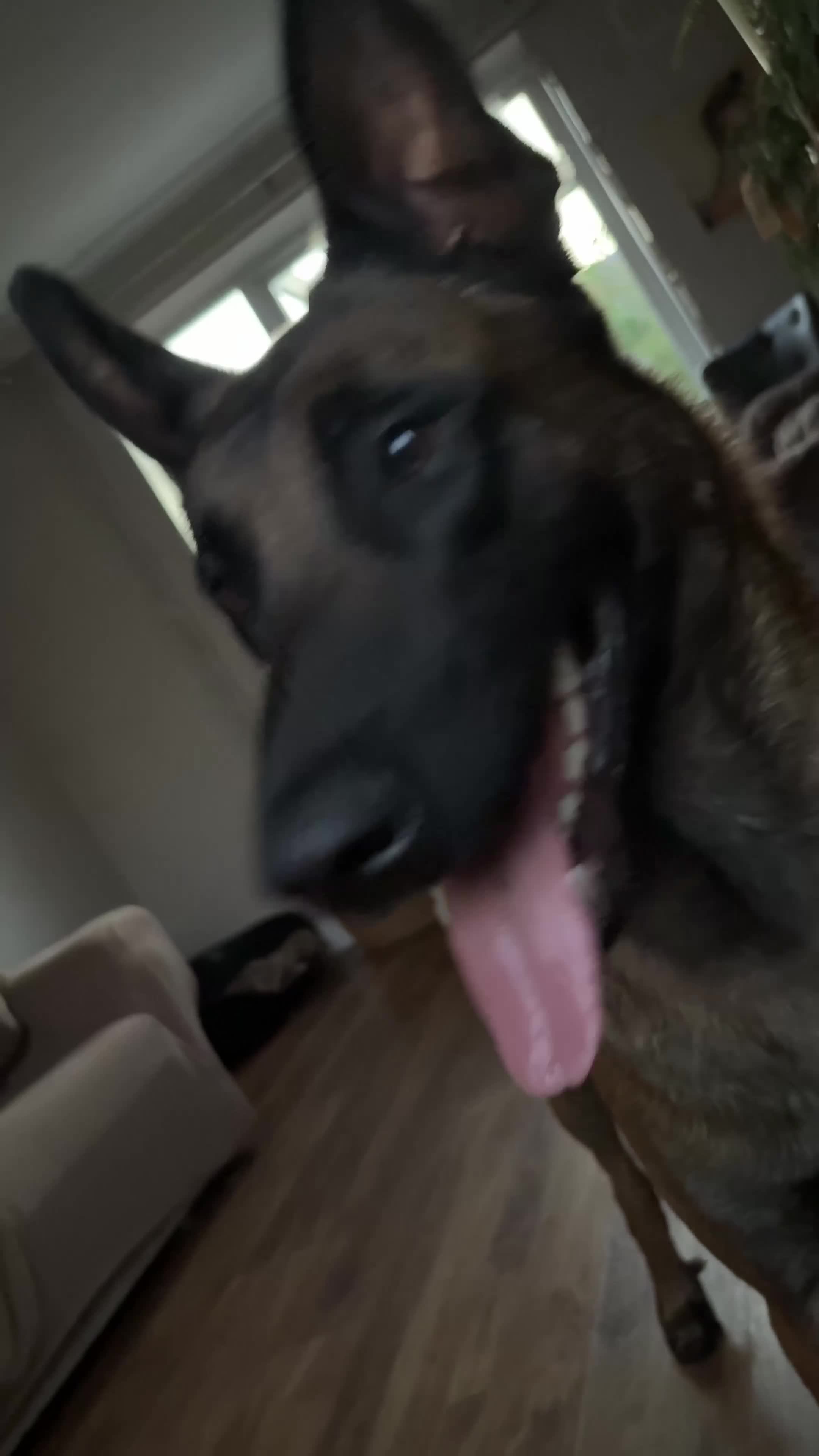 Belgian Shepherd Dog dogs for sale: Belgian Malinois Puppies - Video 2