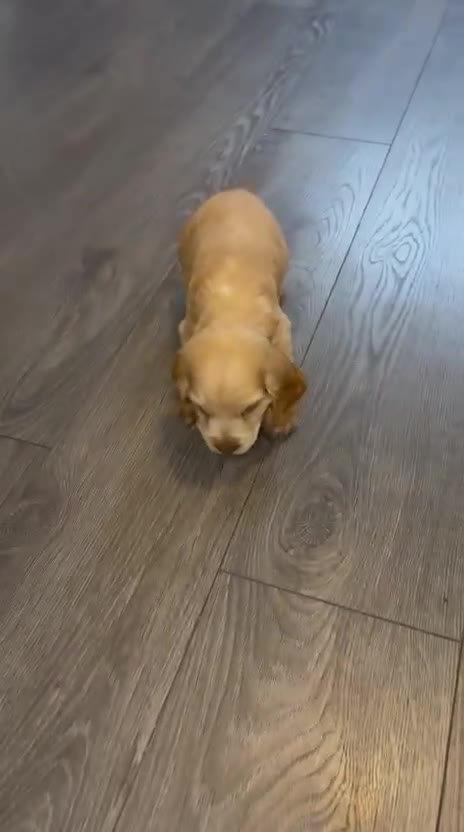 Cocker Spaniel dogs for sale: Sagrisieo’s KC Show type Cocker Spaniels - Video 1