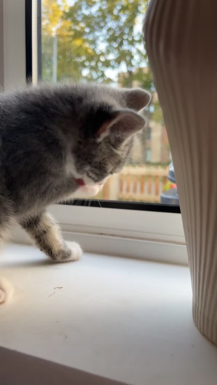 Domestic Shorthair cats for sale: Grey boy in Cambridge - Video 1