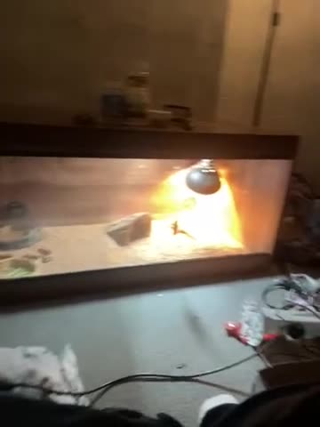 Bearded Dragon reptiles for sale:  2 Ranking dragons with everything U need  - Video 1