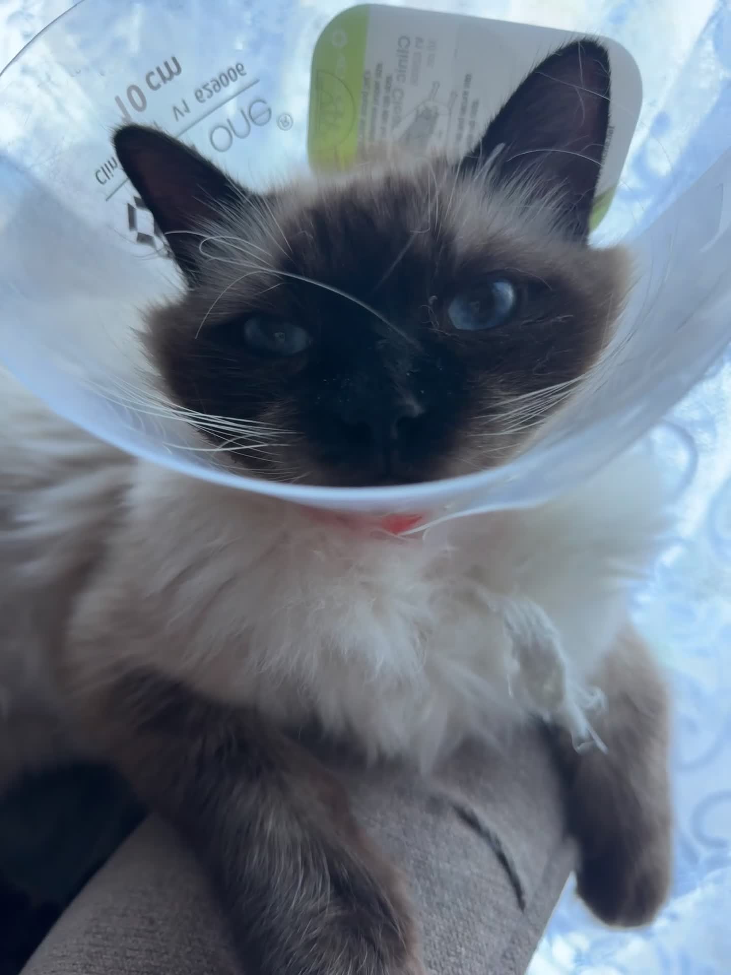 Ragdoll cats for sale: Xena seal point ragdoll - Video 1