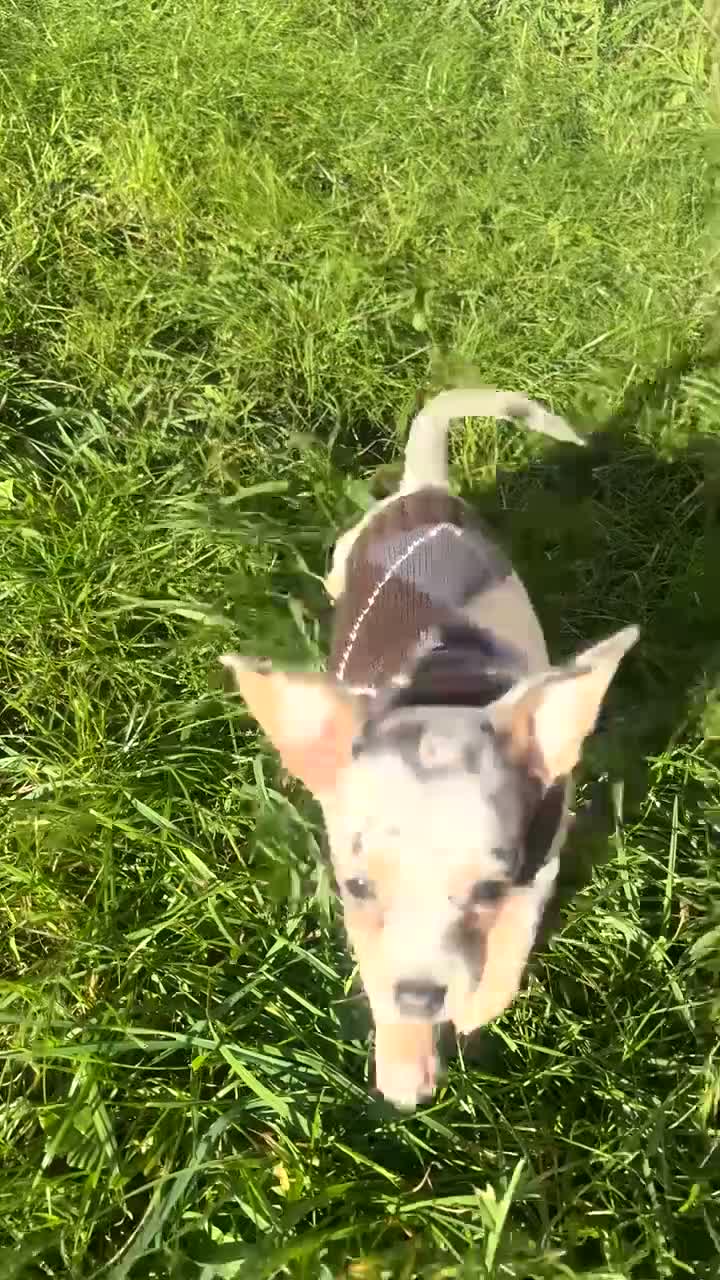 Chiweenie dogs for sale: Chiweenie puppie - Video 1