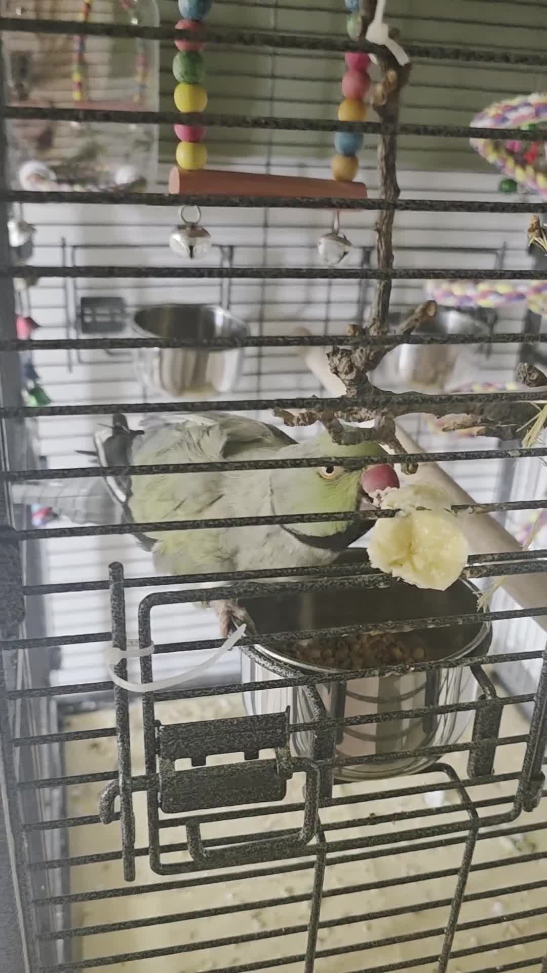Cockatiels birds for sale: Cockatiel abd Ringneck in Gillingham - Video 4