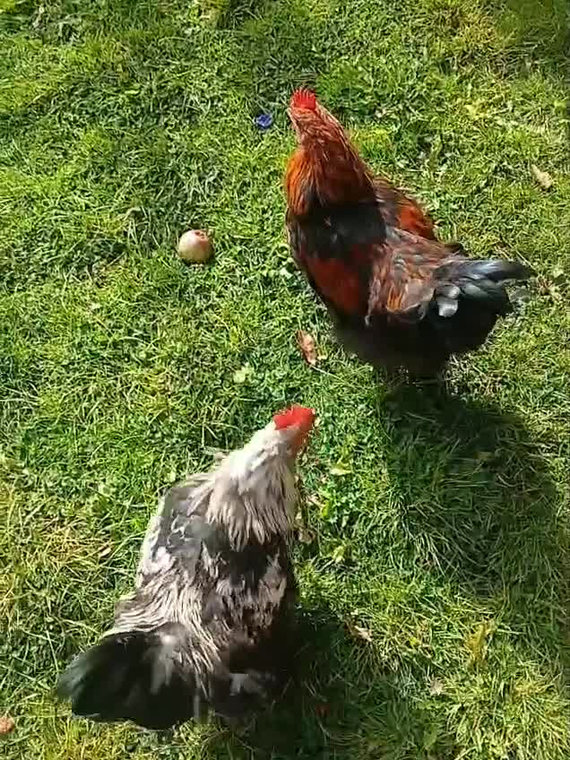 Chickens poultry for sale: Beautiful and Docile Orpington Rooster for Sale - Video 1
