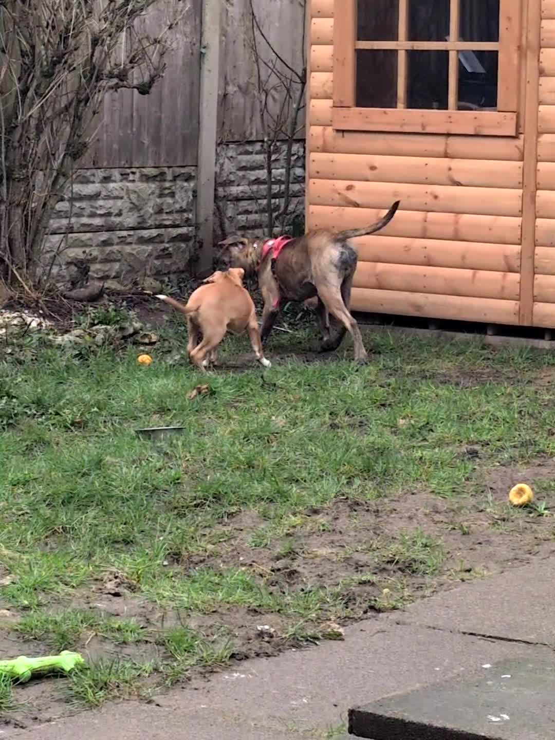 Mixed Breed dogs for sale: Rehoming Ozzy - Dutch Shepherd X  - Video 1