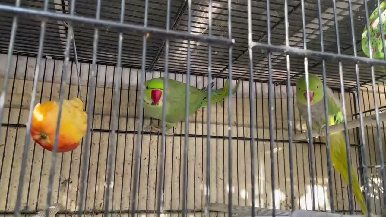 Ringnecks birds for sale: Ring neck  in London - Video 1
