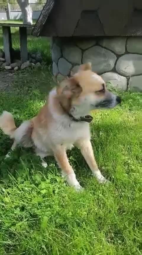 Chihuahua dogs for adoption: Alica’s Story: From Despair to Love - Video 4