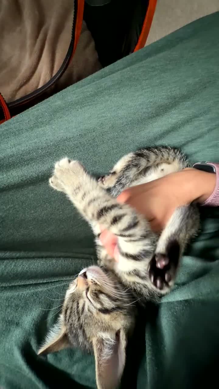 Toyger cats for sale: Gorgeous Affectionate Male Tabby Toyger  - Video 3