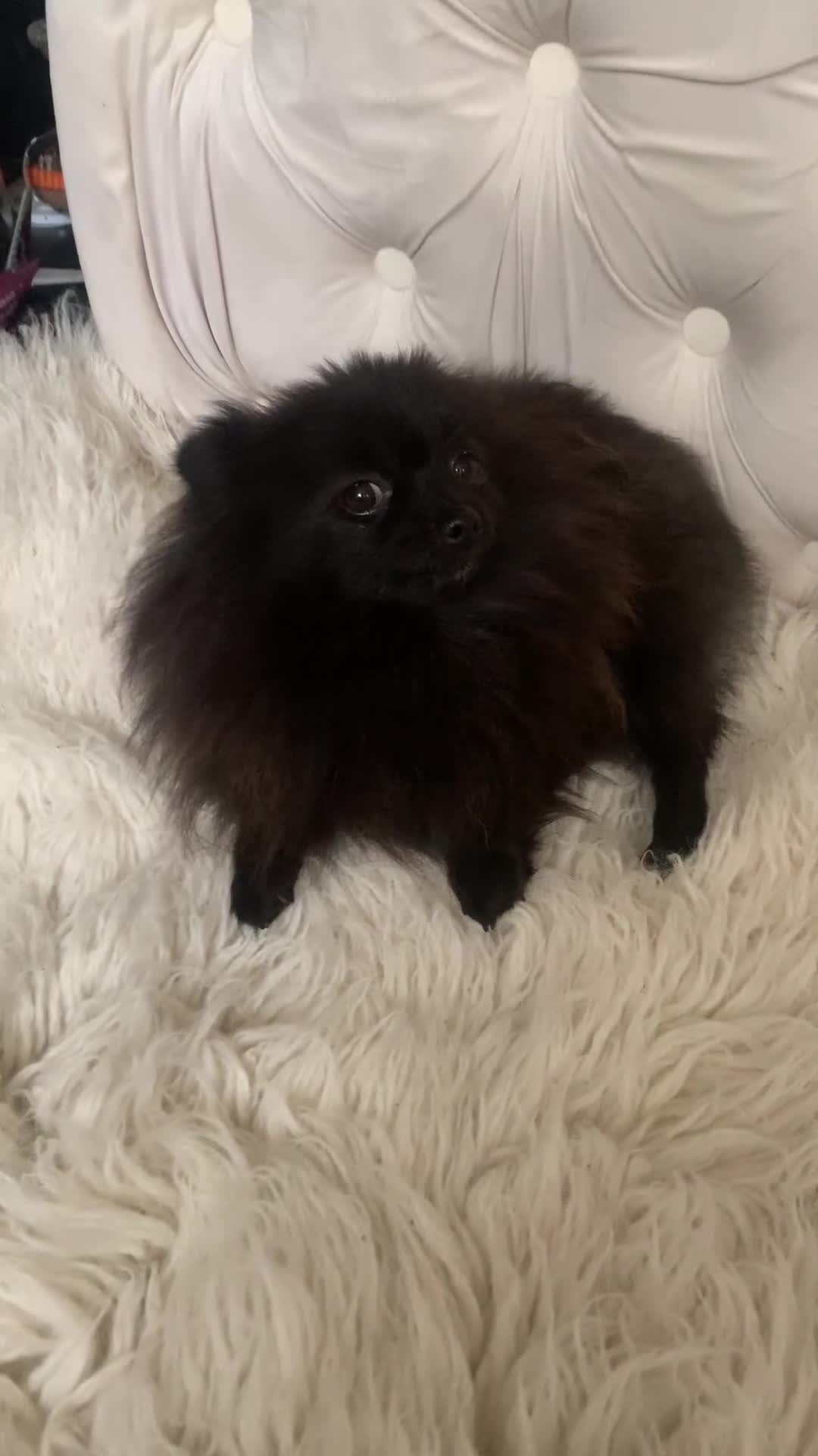 Pomeranian dogs for sale: Beautiful Tiny Pomeranian Girl  - Video 1