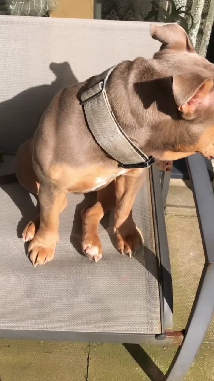 American Bully dogs for sale: Female Pocket Bully  - Video 2