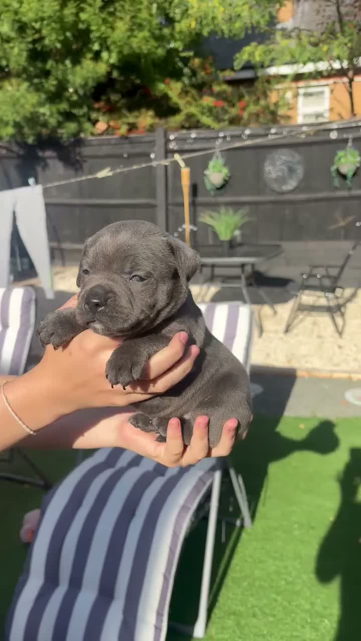 Staffordshire Bull Terrier dogs for sale: Blue Staff puppies  - Video 3