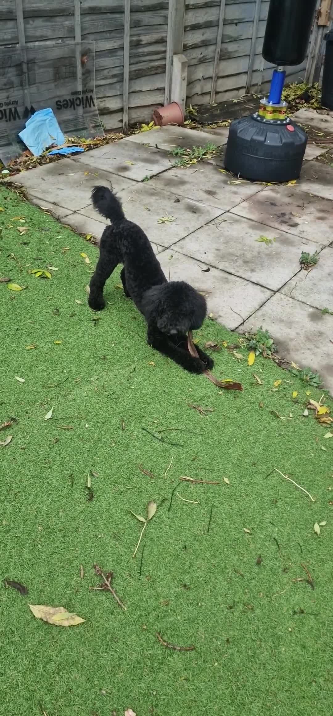 Cockapoo dogs for sale: Looking to rehome our Pup 'ROSCOE 9month old male  - Video 2