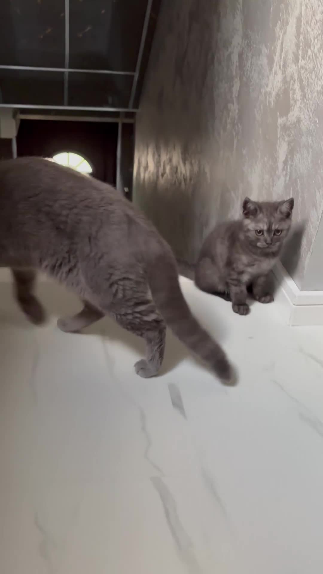 Scottish Fold cats for sale: 5 kittens Ready to find their forever homes  - Video 3