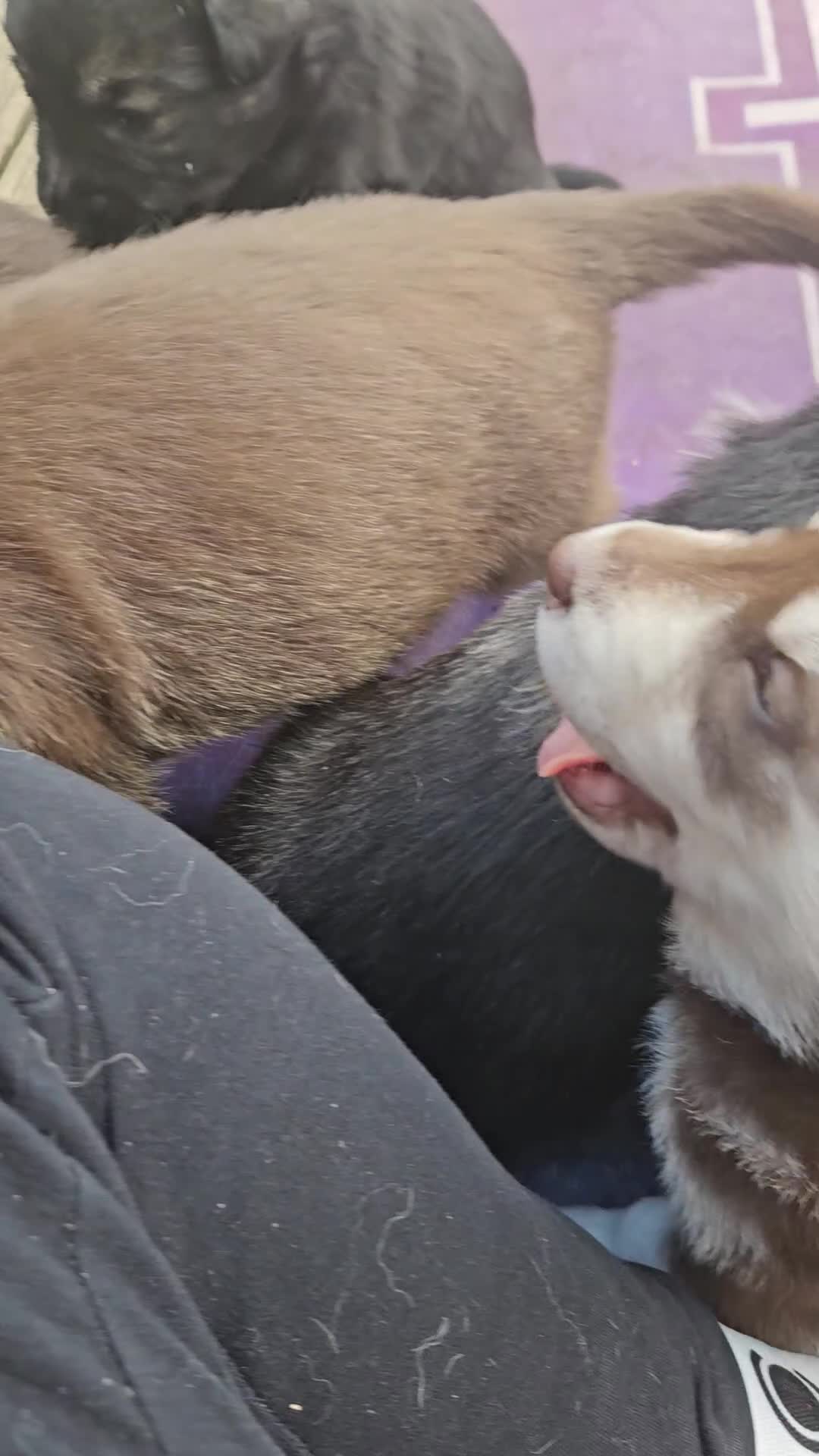 Mixed Breed dogs for sale: Puppy in Southampton - Video 1