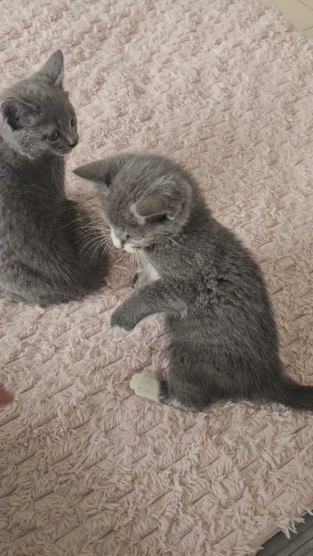 Mixed Breed cats for sale: Grey & white kittens * stunning  - Video 1