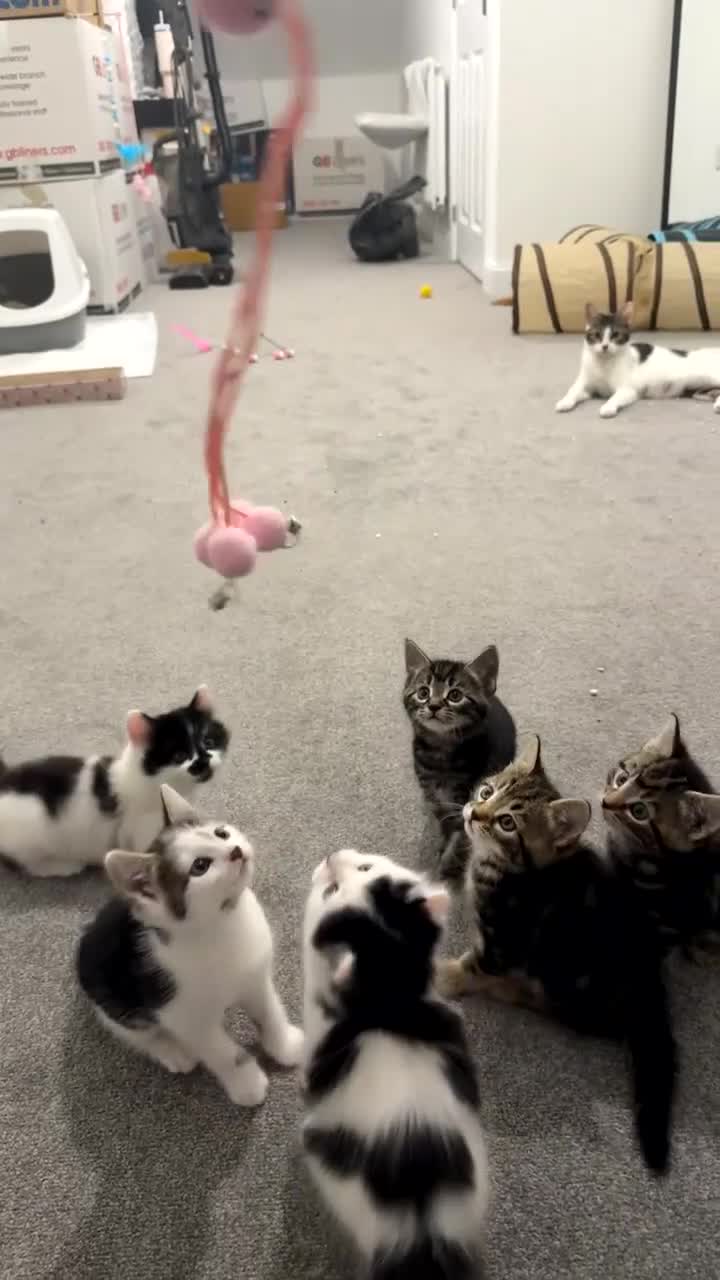 Mixed Breed cats for sale: Litter of kittens  - Video 1