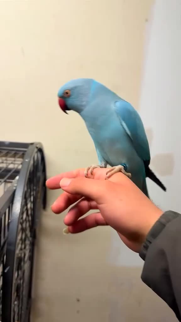 Ringnecks birds for sale: Ringnick for sale - Video 3