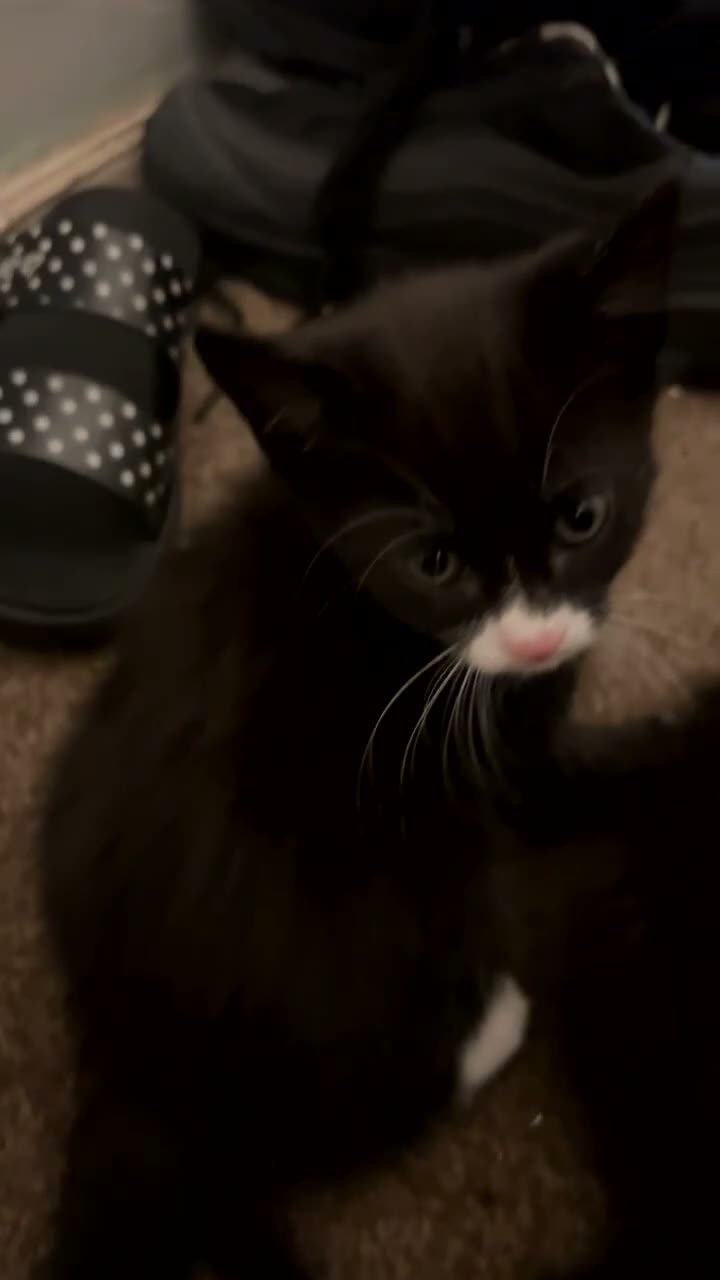 Domestic Shorthair cats for sale: Adorable male and female kitten looking for a home in London - Video 1