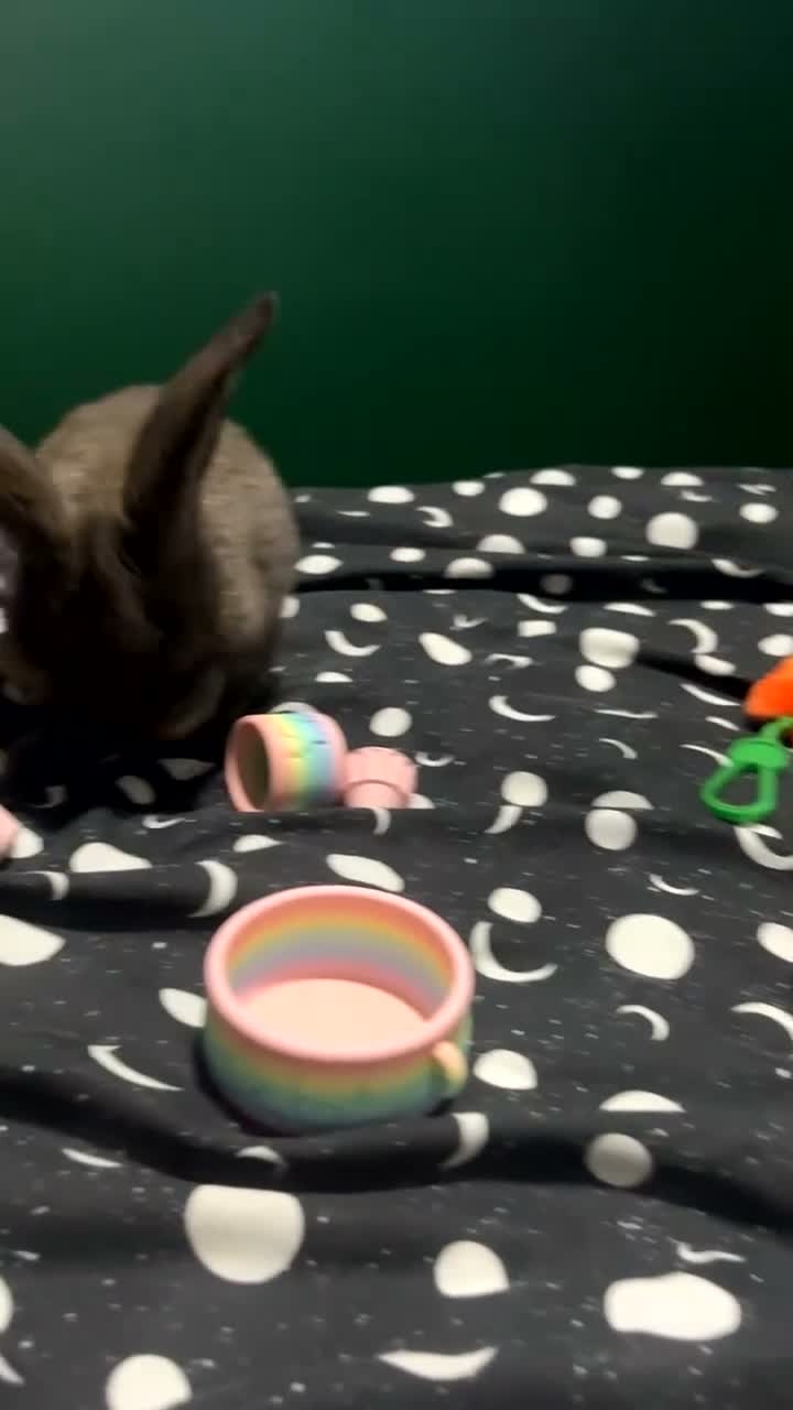 Flemish rabbits for sale: Doe giant  in Newark - Video 1