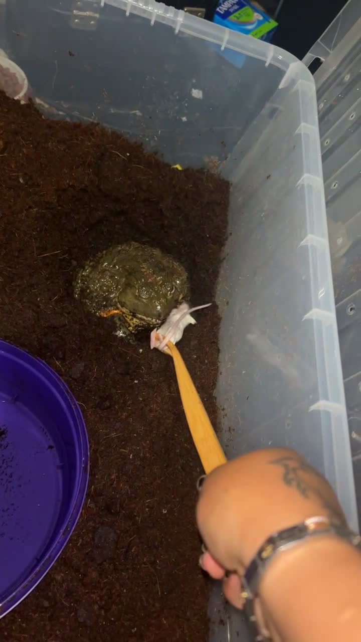 Frog reptiles for sale: Giant African bullfrog - Video 2