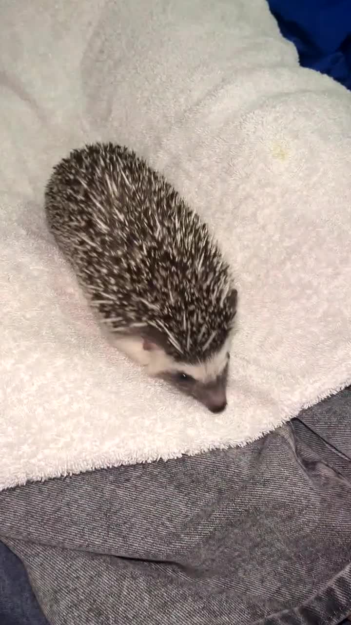 Pygmy Hedgehog rodents for sale: Pygmy hedgehog  - Video 1