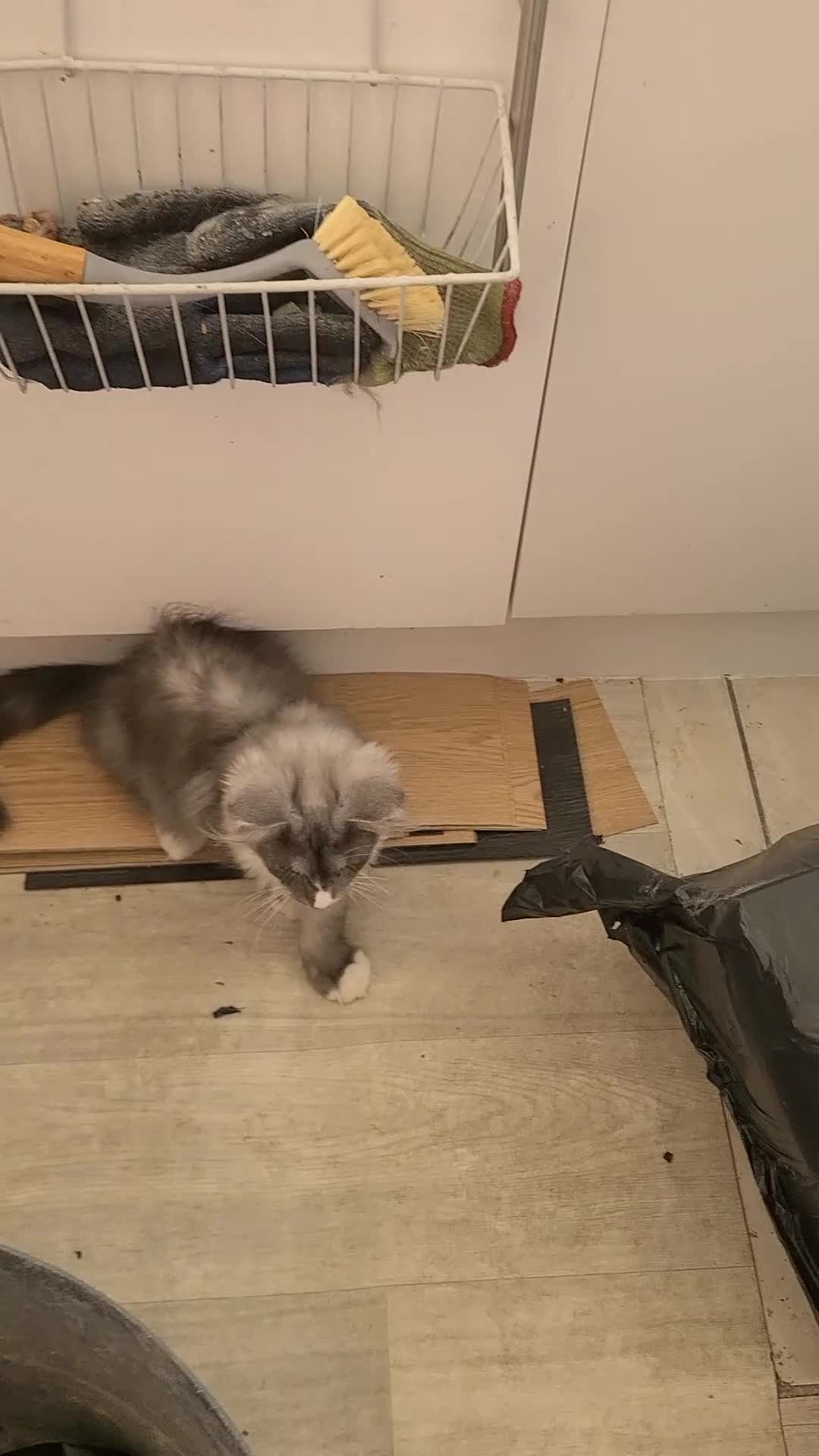 Maine Coon cats for sale: Fluffy, friendly pedigree maine coon kittens  - Video 1