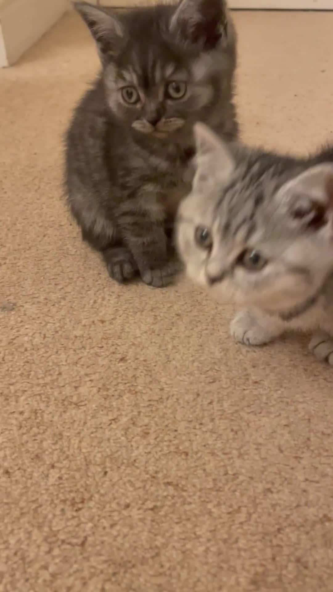 British Shorthair cats for sale: Rare Black Smoke female kitten - Video 1