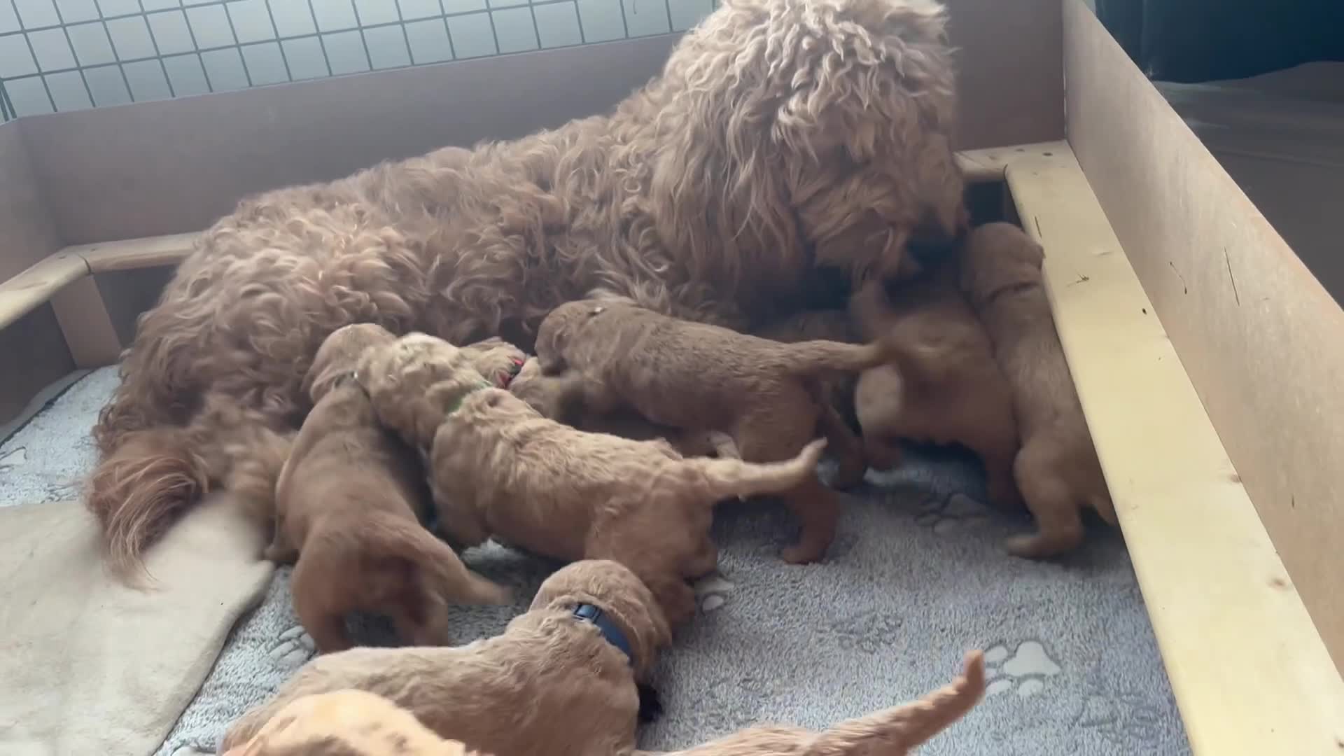 Double Doodle dogs for sale: Beautiful double/golden doodles from family pet - Video 3