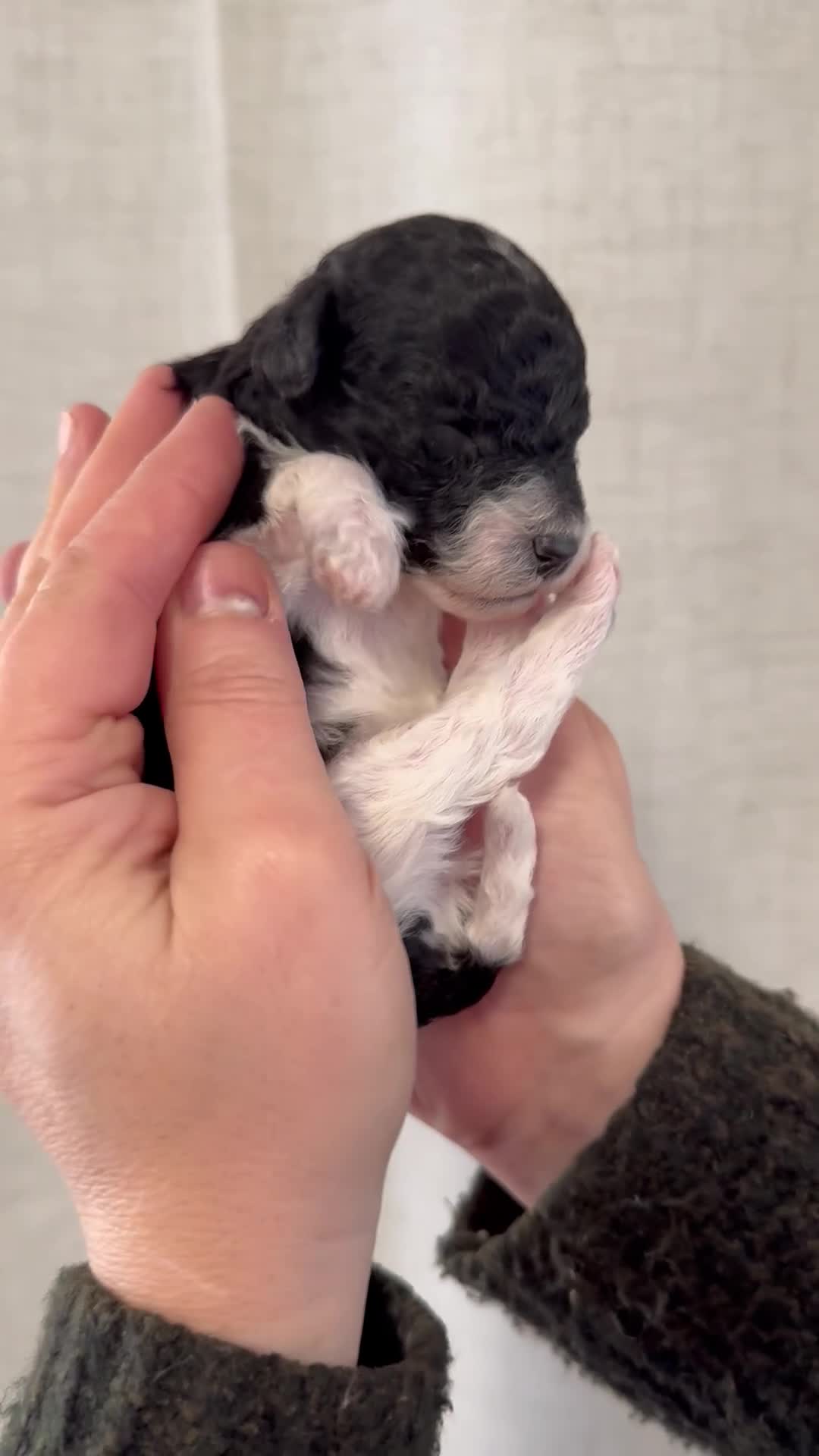 Toy Poodle dogs for sale: Tiny toy poodle boys available for reservation - Video 1