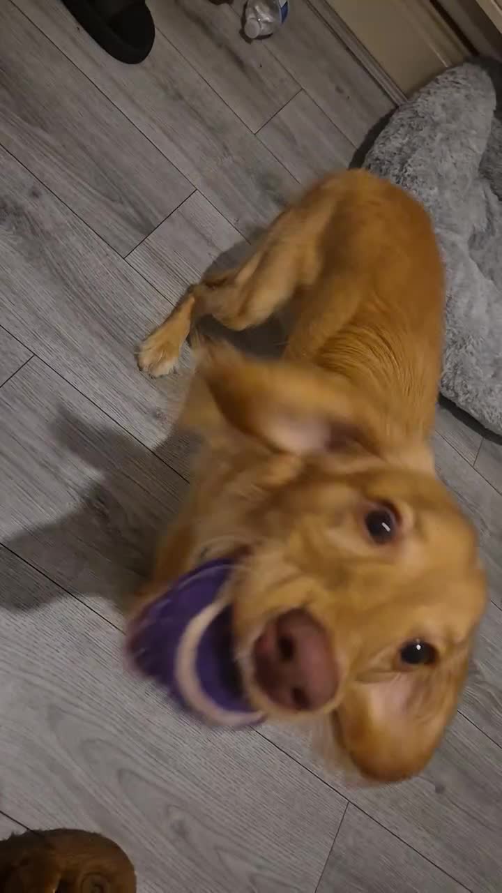 Cocker Spaniel dogs for sale: Working Cocker Spaniel  - Video 1