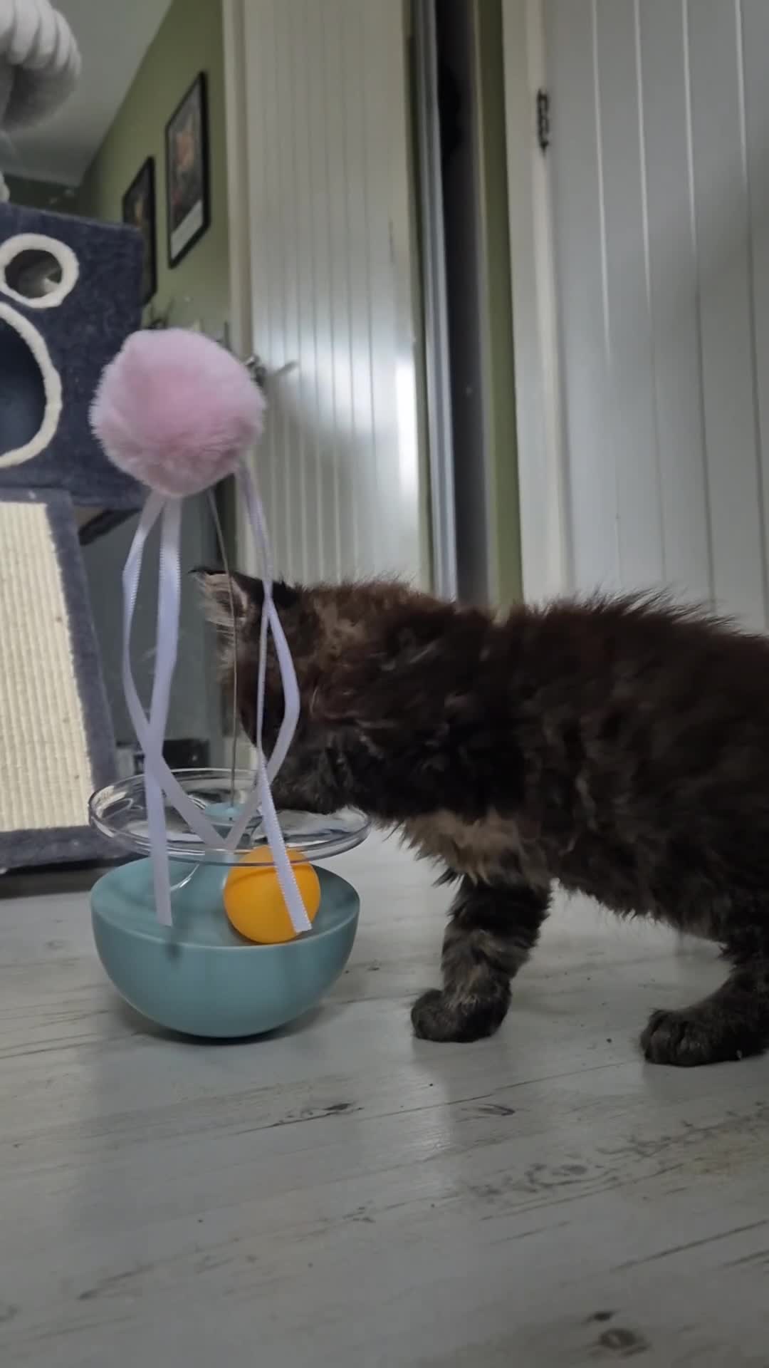 Maine Coon cats for sale: Maine Coon Kittens | TICA Parents | Health Tested - Video 1