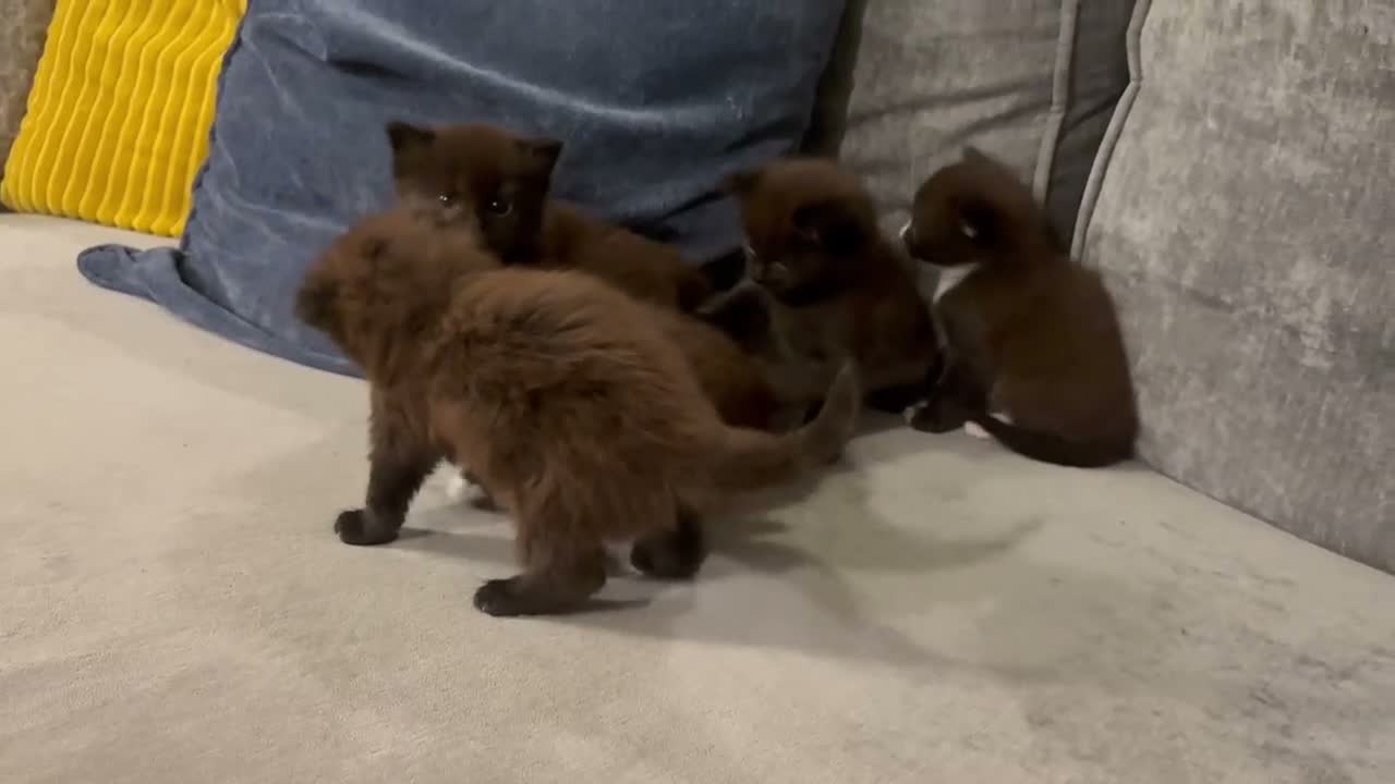 Mixed Breed cats for sale: Beautiful Kittens For Sale - Video 4