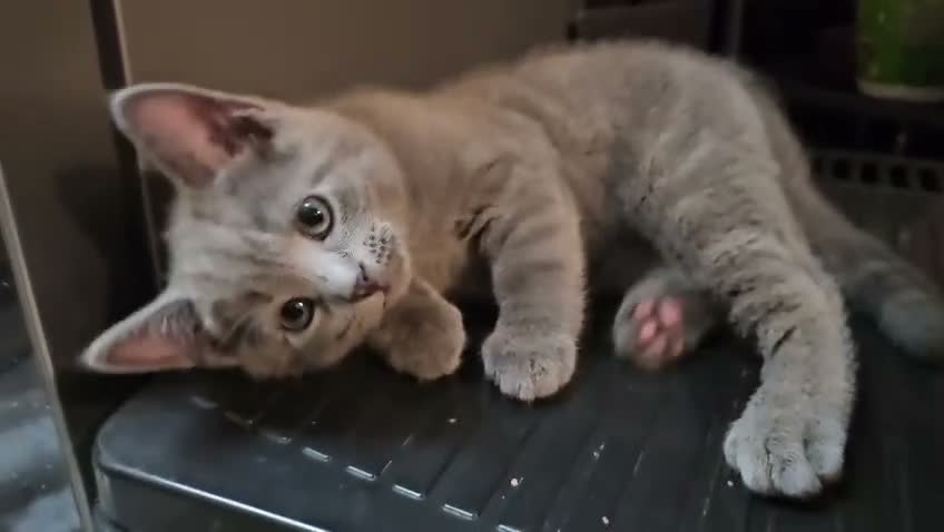 Russian Blue cats for sale: Russian Blue Kittens -ALL BOYS, UREDY TO GO 11.09 - Video 2