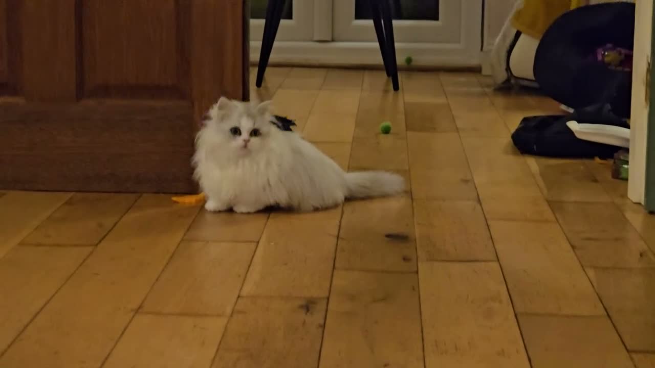 Munchkin cats for sale: 2 munchkin kittens  - Video 3