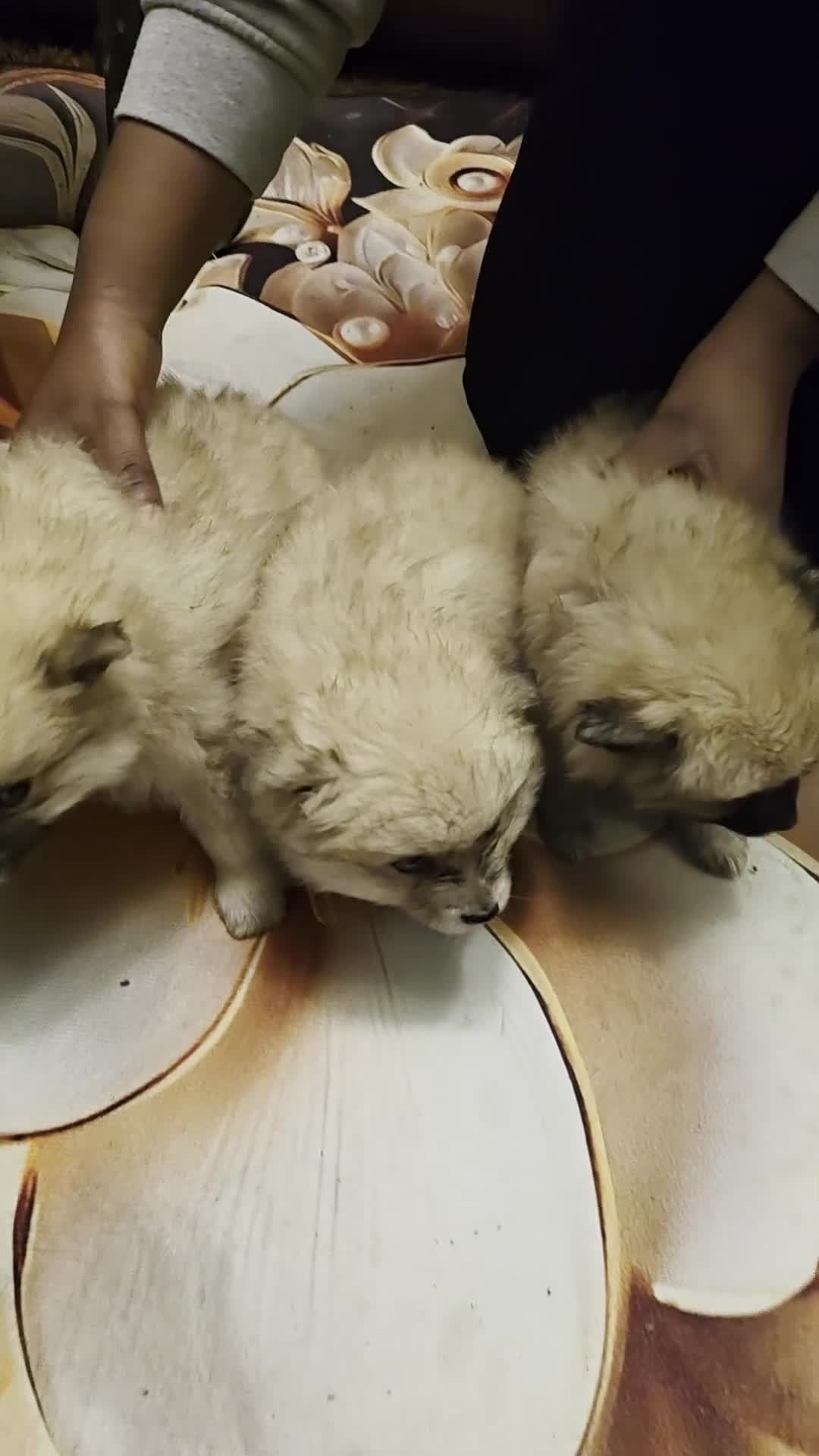 Pomeranian dogs for sale: Beautiful boy and girl.pomerian for sale - Video 1