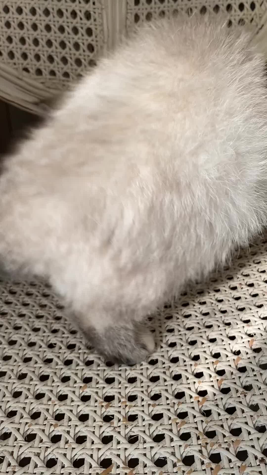 Exotic cats for sale: Outstanding Exotic Persian  - Video 1